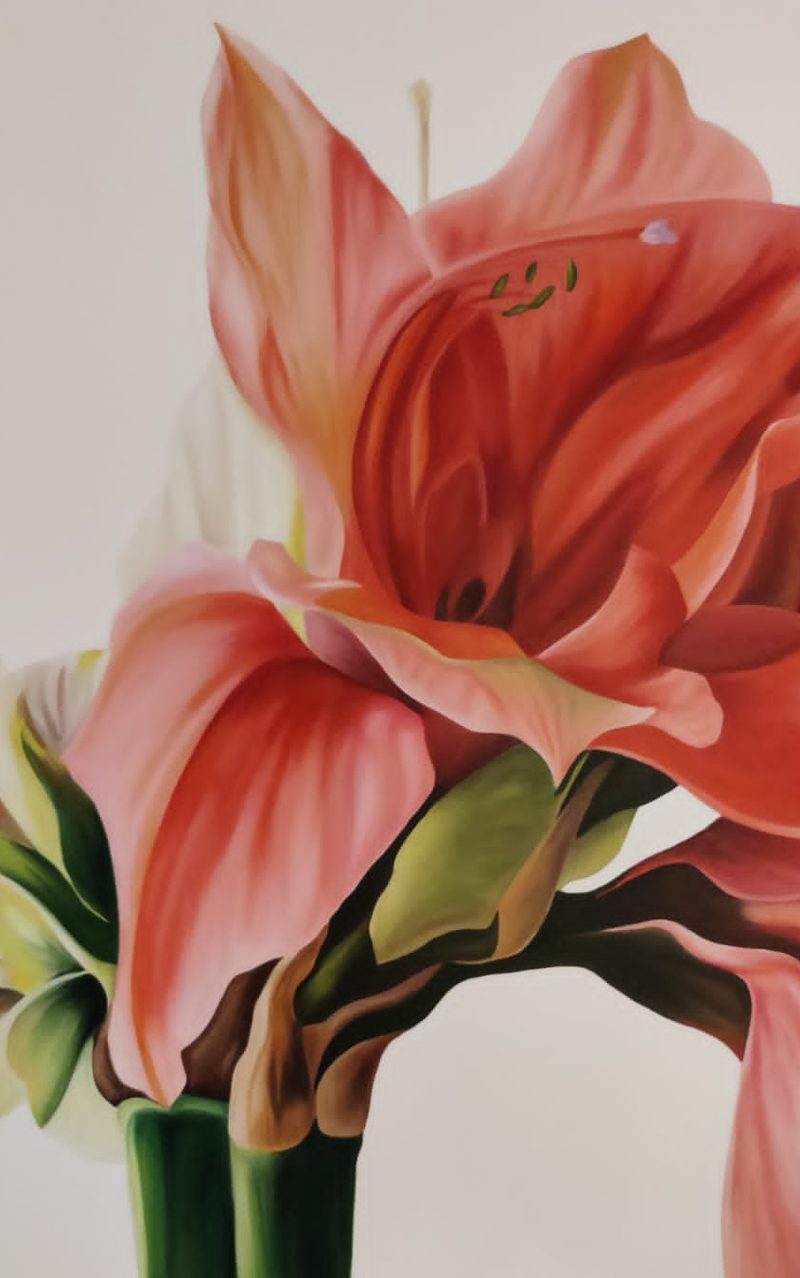 Coral amaryllis in bloom, oil on canvas