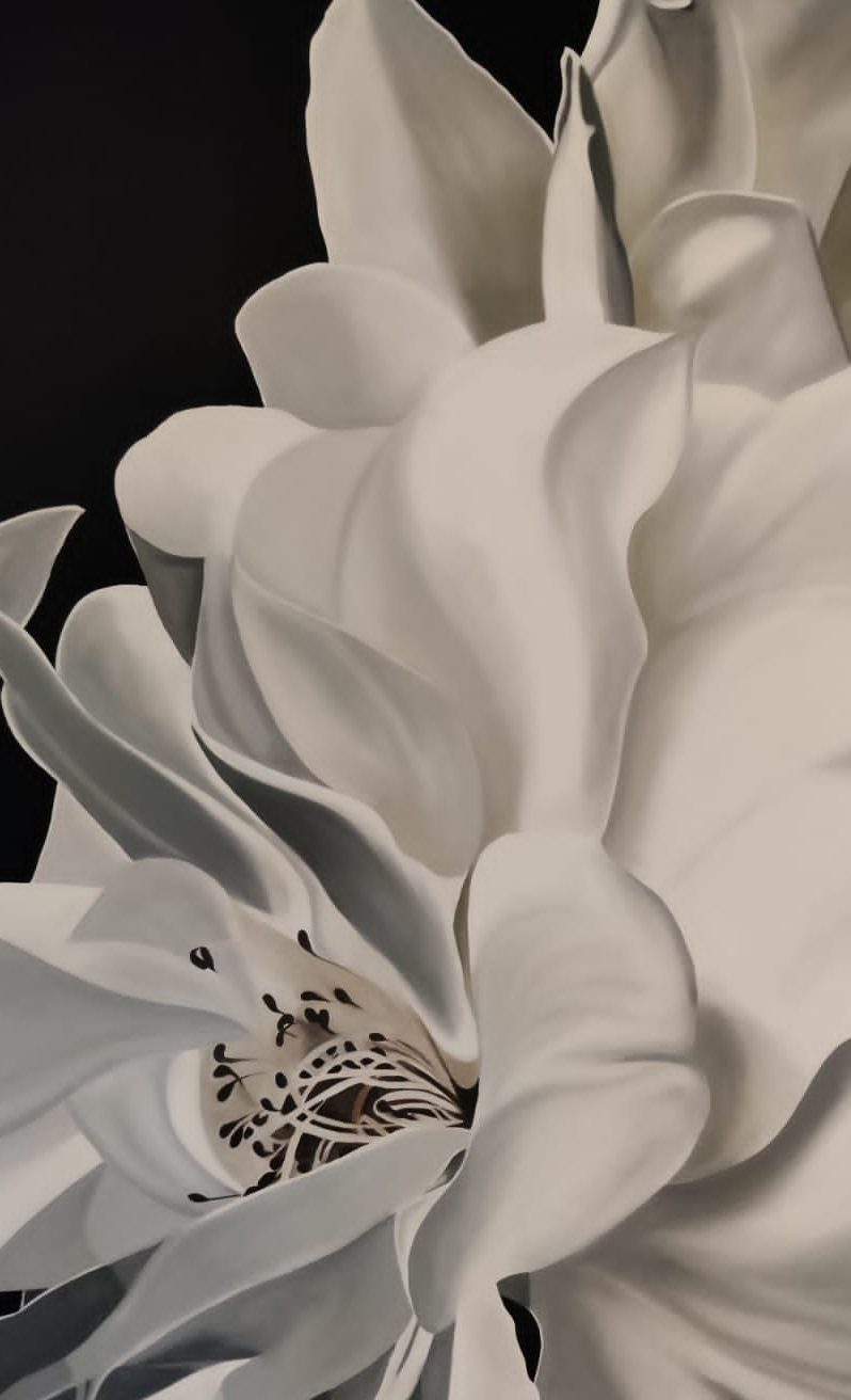 White magnolia against a black ground, oil on canvas